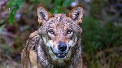 Im Jahr 2024 ist die Zahl der Wolfsrisse wieder gestiegen. 