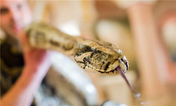 Im Landkreis Cuxhaven werden unter anderem auch Tigerpython in den eigenen vier Wänden gehalten.