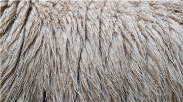 Im Landkreis Harburg verbrannte ein Mann Schafwolle - und muss mit einer hohen Strafe rechnen. (Symbolbild)