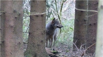 Wolf im Wald.