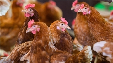 Vogelgrippe im Kreis Vechta - fast 150.000 Tiere betroffen Im Landkreis Vechta sollen wegen der Vogelgrippe in einem Betrieb 130.000 Legehennen getötet werden. (Symbolbild)