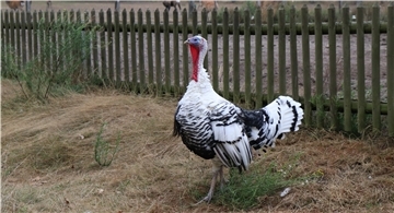 Cröllwitzer Puten