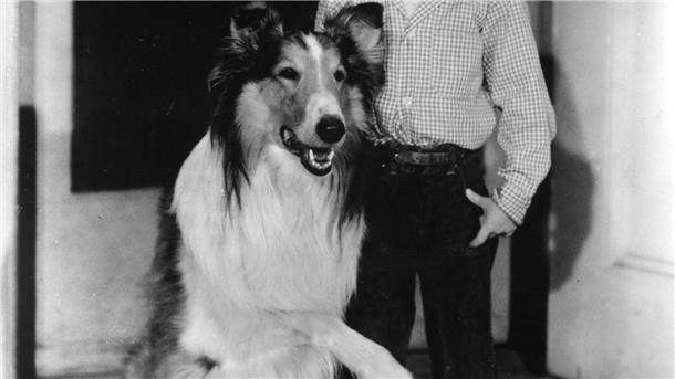 Timmy aus „Lassie“: Hundeliebhaber Jon Provost wird 75 Im Laufe seiner „Lassie“-Karriere drehte Jon Provost mit drei Collies. (Handout)