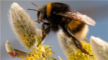 Hummel auf Blüte