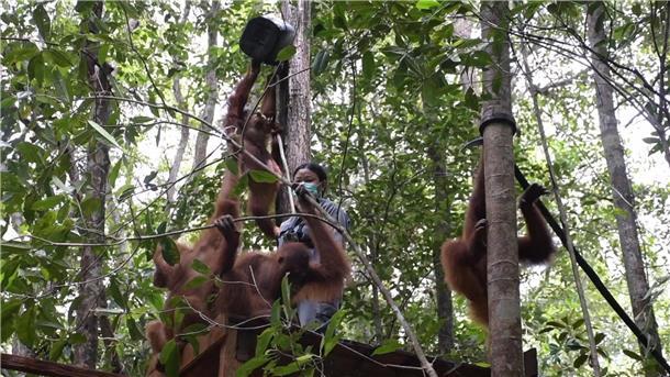 Im neuen Schutzzentrum sollen die Tiere das Überleben im Regenwald lernen.