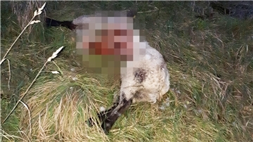 Zuletzt wurden drei gerissene Schafe auf einer Weide bei Misselwarden entdeckt.