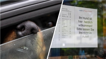 Zweigeteiltes Bild: Links ragt eine Hundeschnauze aus einem leicht geöffneten Autofenster, rechts ein Schild an einer Glastür.