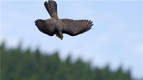 Im Sturzflug versucht der Falke, Beute zu machen.