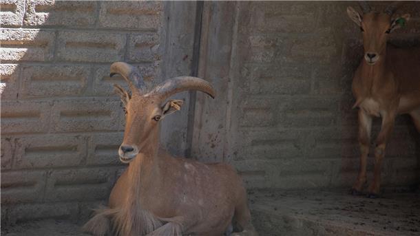 Im Taco gelandet? Auf Anweisung des Direktors eines südmexikanischen Zoos sollen vier Zwergziegen geschlachtet worden sein - und es sind nicht die einzigen Tiere, die unter mysteriösen Umständen verschwunden sind.