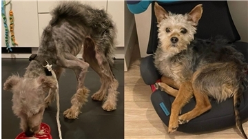 Zweigeteiltes Bild: Links frisst ein kleiner, abgemagerter Hund aus einer roten Schale. Rechts liegt ein kleiner Hund auf einem Kindersitz.