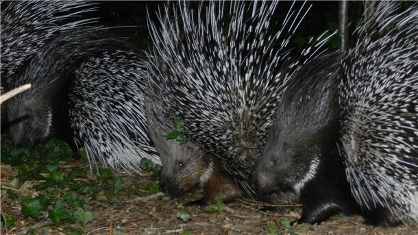 Im Tierpark Cuxart Beverstedt sind neun Stachelschweine ausgebrochen. Ein Jungtier wird immer noch vermisst.