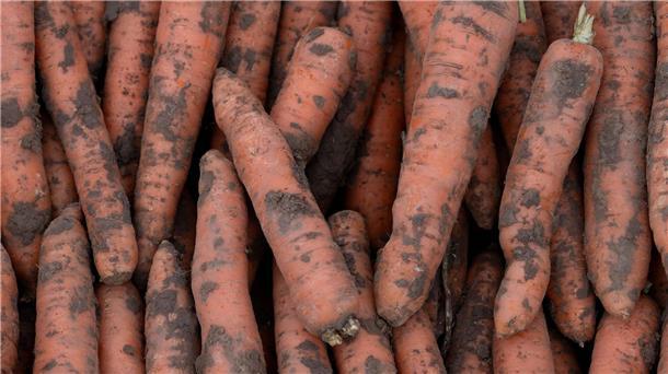 Mehr Gemüse aus ökologischem Anbau produziert Im vergangenen Jahr wurden in Deutschland 3,9 Millionen Tonnen Gemüse geerntet.