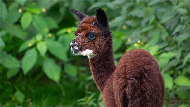 Zuwachs bei den Alpakas im Wildpark Müden: Name gesucht Im Wildpark Müden ist im Sommer ein junges Alpaka zur Welt gekommen.