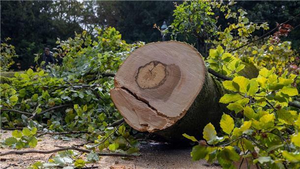 Im Würzburger Ringpark stürzte ein Baum auf eine Radfahrerin - später wird er zerkleinert.