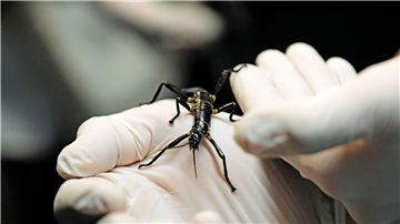 Im Zoo in Prag ist ein neuer Pavillon für eine der seltensten Insektenarten, den australischen Baumhummer, eröffnet worden. 