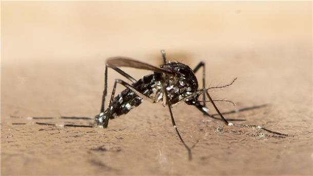 EU lässt Impfstoff gegen gefährliches Tropenvirus zu Im Zuge des Klimawandels haben sich nach Expertenangaben auch in Deutschland Populationen der Asiatischen Tigermücke etabliert.
