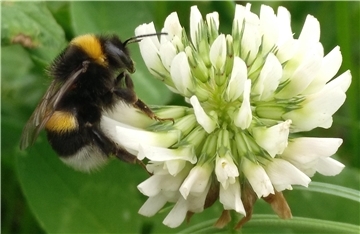 Auf einer Blüte sitzt eine Hummel. 