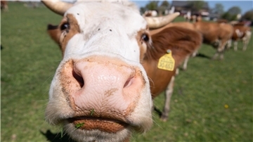 Immer mehr Höfe setzen auf ökologische Tierhaltung.