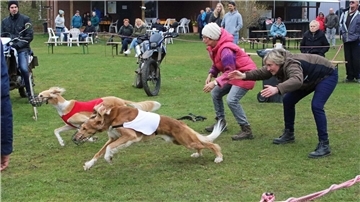Immer paarweise wurden die Windhunde auf den Parcours geschickt. Die roten und weißen Leibchen dienten den Wertungsrichtern zur Unterscheidung.