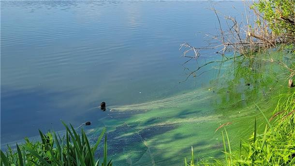 Immer wieder gibt es in den Sommermonaten große Probleme mit Blaualgen im Vörder See. Unser Foto stammt aus dem Sommer 2023.
