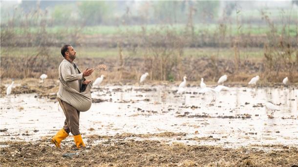 Alltag ohne Wasser: Blick in austrocknende Weltregionen In Ägypten trifft die Wasserknappheit vor allem die Landwirtschaft.