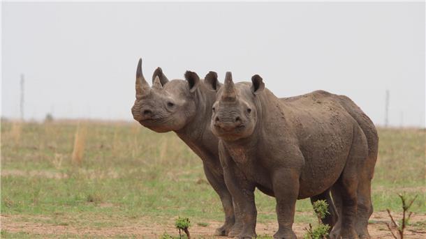 Analyse: Erstmals wieder mehr Breitmaulnashörner in Afrika In Afrika hat sich die Nashorn-Population wieder erholt.