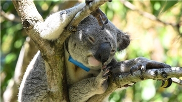 In Australien wurde der erste Impfstoff für Koalas gegen die Krankheit Chlamydien entwickelt. 