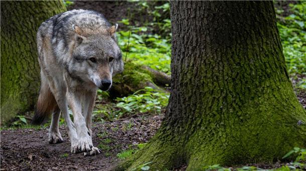 Bremen: DNA-Test bestätigt Wolfssichtung In Bremen war im Oktober ein Wolf gesichtet worden. (Symbolbild)