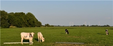 In Burmeide bei Langwarden können die Kühe weiter ungestört grasen. Der Gemeinderat hat einen Windpark, der hier entstehen sollte, abgelehnt.