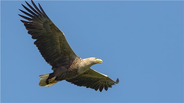 Adler fliegt nach Flügelbrüchen über Butjadingen In Butjadingen hält sich der ausgewilderte Seeadler am liebsten auf.