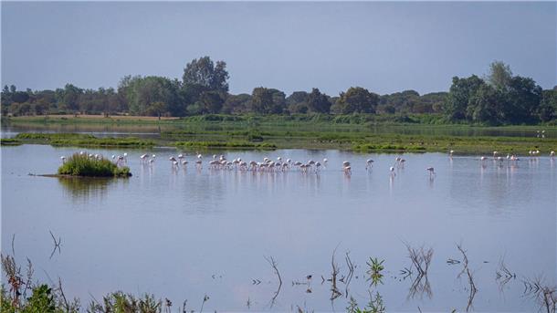 In dem 1969 gegründeten Nationalpark Doñana, der zusammen mit einer als Naturpark geschützten Fläche und einer Pufferzone etwa halb so groß wie das Saarland ist, geht der Grundwasserspiegel schon seit Jahren zurück.