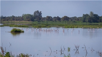 In dem 1969 gegründeten Nationalpark Doñana, der zusammen mit einer als Naturpark geschützten Fläche und einer Pufferzone etwa halb so groß wie das Saarland ist, geht der Grundwasserspiegel schon seit Jahren zurück.