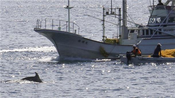 In den Gewässern vor Taiji findet am 01.09.2020 die erste Treibjagd der Saison auf Delfine und andere Kleinwale statt.