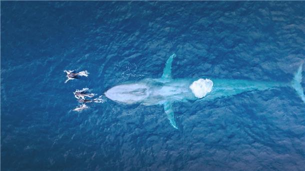 Luftfotos eines Blauwals. In der ARD-Natur-Doku „Faszination Europa“ sind Blauwale zu sehen, die größten Lebewesen der Erdgeschichte. Ihr niederfrequenter Gesang zählt zu den lautesten Tönen im Tierreich.