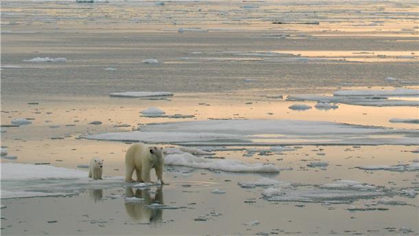 In der Arktis sollen vermehrt Bodenschätze ausgebeutet werden - trifft das auch die Eisbären?
