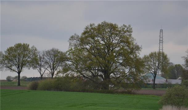 In der Brümmerhofer Feldmark steht eine mächtige Eiche.