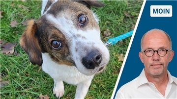 Ein Hund guckt an einer Leine in die Kamera. In der Brut- und Setzzeit gilt Leinenzwang. Viele Hundehalter in Nordenham und Butjadingen interessiert das aber nicht. 