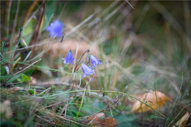 In der Cuxhavener Küstenheide blüht die Rundblättrige Glockenblume oft am Wegesr...