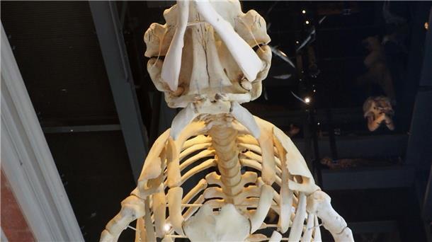 In der Eingangshalle des Museums hat das Wal-Skelett nun einen Ehrenplatz.