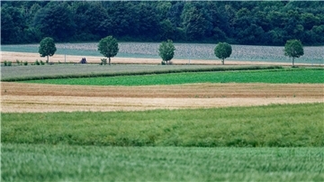In der EU sollen mehr Bäume gepflanzt sowie Moore und Flüsse in ihren natürlichen Zustand zurückversetzt werden.