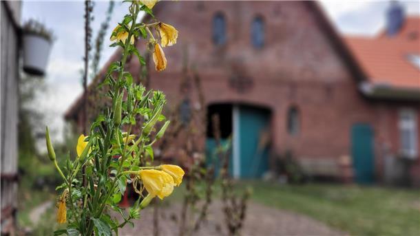 Eine gelbe Staude blüht auf der Auffahrt eines 200 Jahre alten Resthofes in Spieka im Landkreis Cuxhaven.