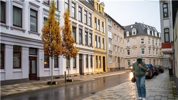 Bäume in der Kistnerstraße