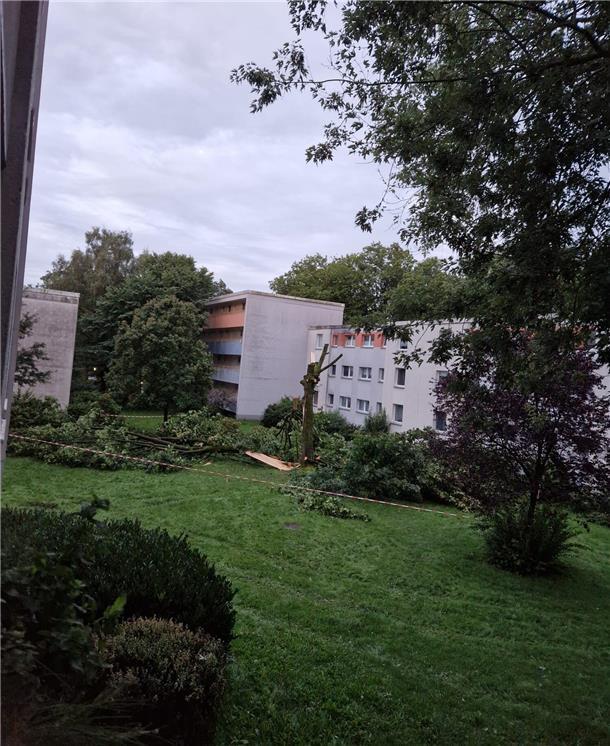 Sturm-Update: Feuerwehr meldet wenige Einsätze - Bäume in Bremerhaven umgestürzt In der Kurt-Schumacher-Straße stürzte ein Baum um. Die Aufräumarbeiten liefen bis in den späten Abend.