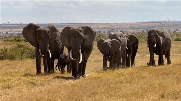 Politiker in Simbabwe stirbt nach Verkehrsunfall mit Elefant In der Nähe des Unfallorts befindet sich ein privater Wildpark, in dem zahlreiche Elefanten leben. (Symbolbild)