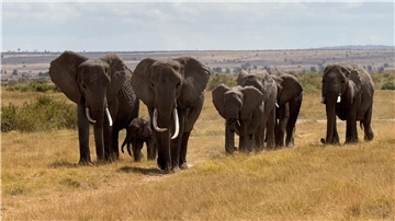 In der Nähe des Unfallorts befindet sich ein privater Wildpark, in dem zahlreiche Elefanten leben. (Symbolbild)