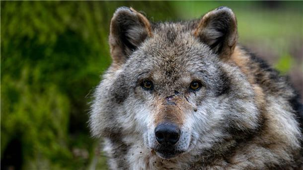 In der Nähe von Hannover ist ein Wolf getötet und zerstückelt worden. (Symbolbild)