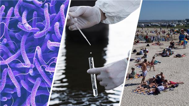 Vibrionen entdeckt: Warum in Butjadingen trotzdem keine Gefahr besteht Es ist eine Bildcollage zu sehen, die in drei Bilder aufgeteilt wurde. Im ersten Drittel sind die Vibrionen-Bakterien abgebildet, die länglichen Würmern ähneln. Im zweiten Drittel sind zwei Hände zu sehen, eine Hand hält ein Glasröhrchen und die andere Hand eine Pipette. Das dritte Drittel zeigt einen Strand voller Besucherinnen und Besucher.