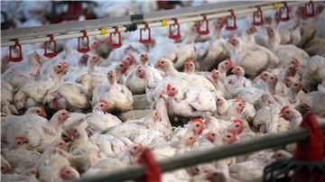 In der Samtgemeinde Selsingen soll die Geflügelpest in zwei Betrieben mit Masthähnchen nachgewiesen worden sein. (Symbolfoto)