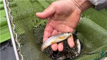 In der Schweiz werden kleine Bachforellen umgesiedelt, weil ein Fluss teilweise verseucht ist.