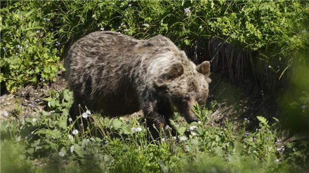 Neuerliche Angriffe von Braunbären in der Slowakei In der Slowakei gibt es mehr als tausend frei lebende Braunbären.